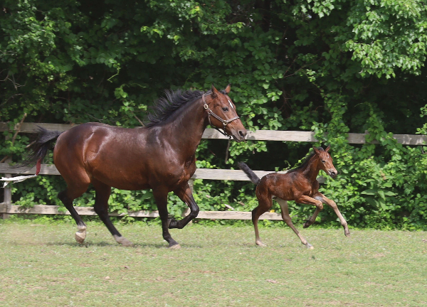  colt romping in the paddock with mom